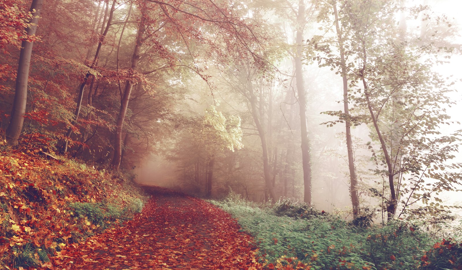Sentier couvert de feuilles dans une forêt noyée de brume au petit matin