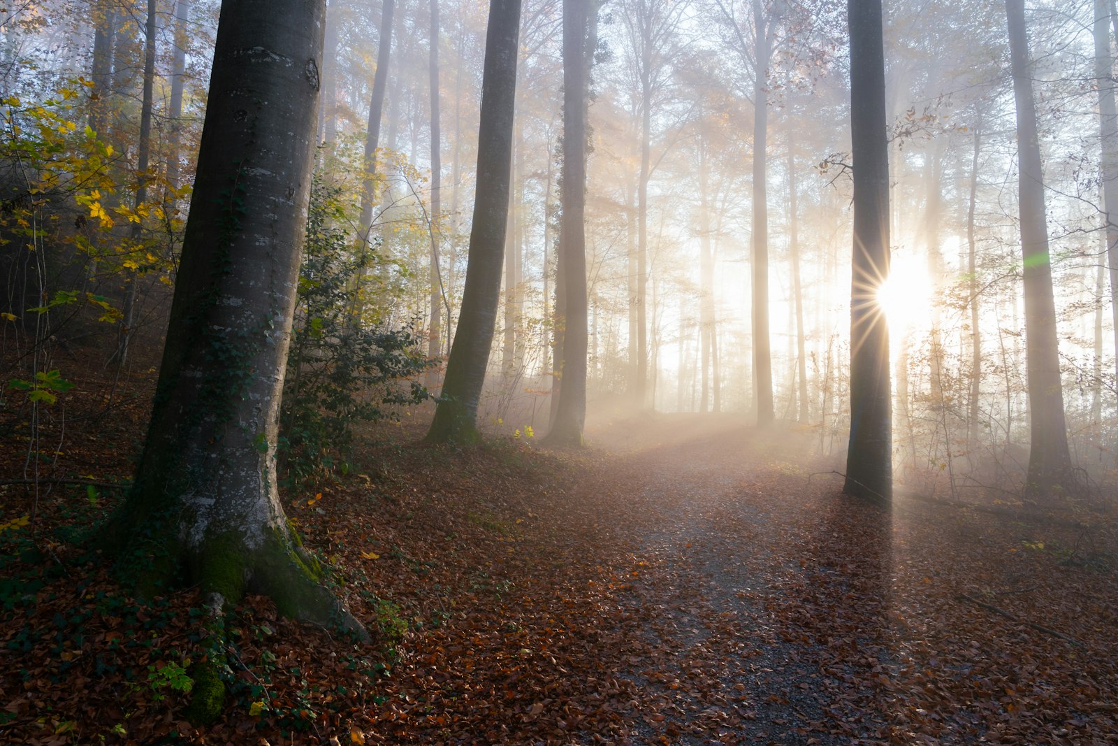 Soleil rasant traversant une forêt d automne à contre-jour