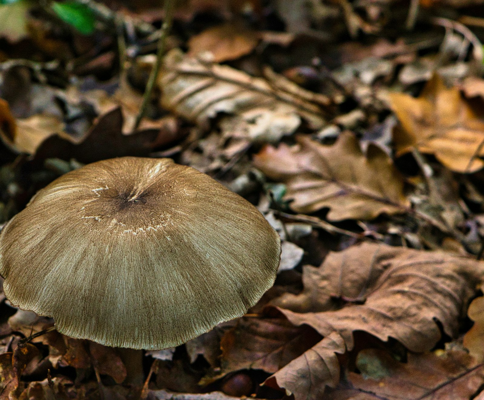 Feuilles sèches et champignon sur le sol d une forêt en automne